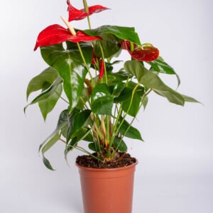 אנטוריון בעציץ 17