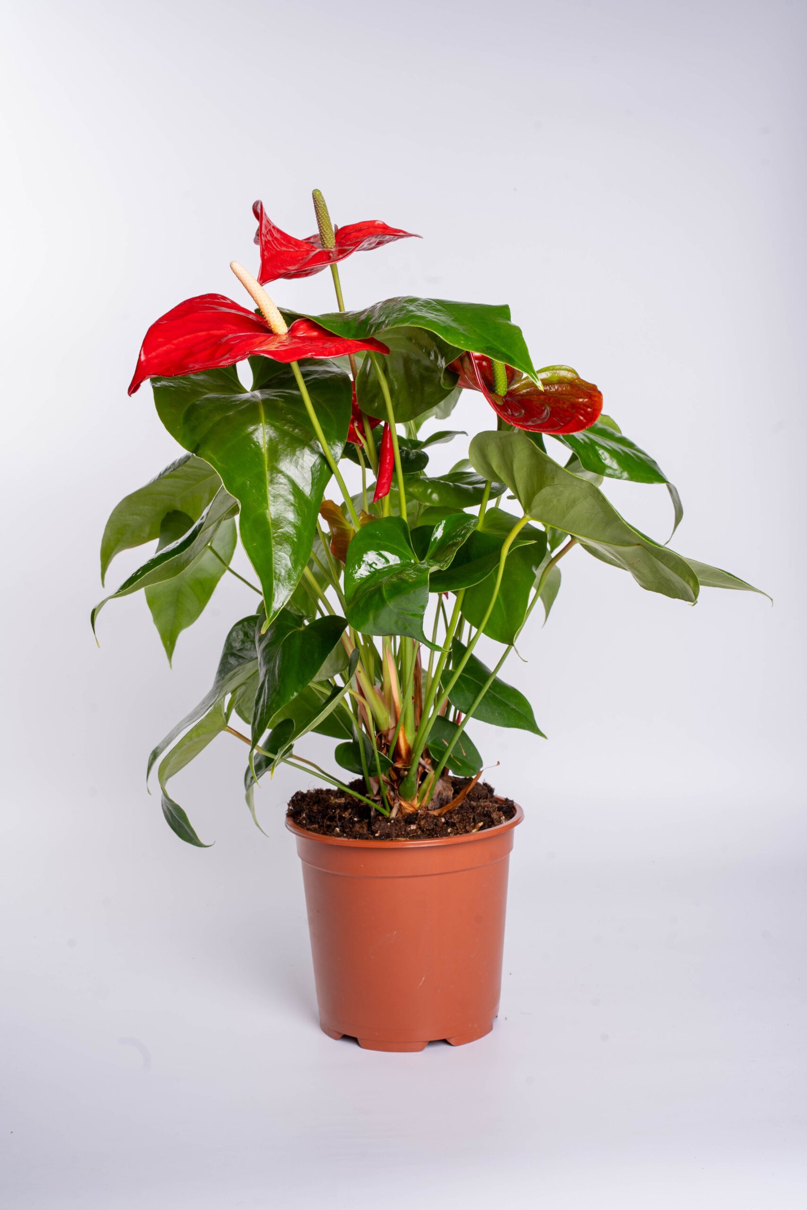 אנטוריון בעציץ 17