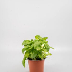 שתיל בזיליקום