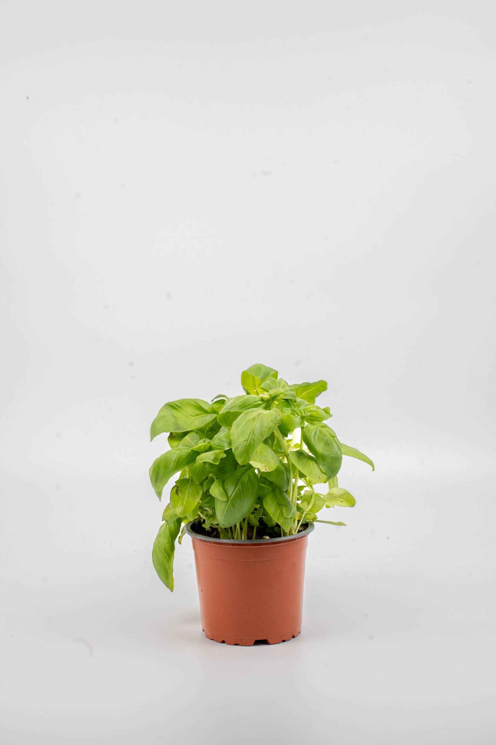 שתיל בזיליקום