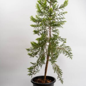 ברוש לימון גדול