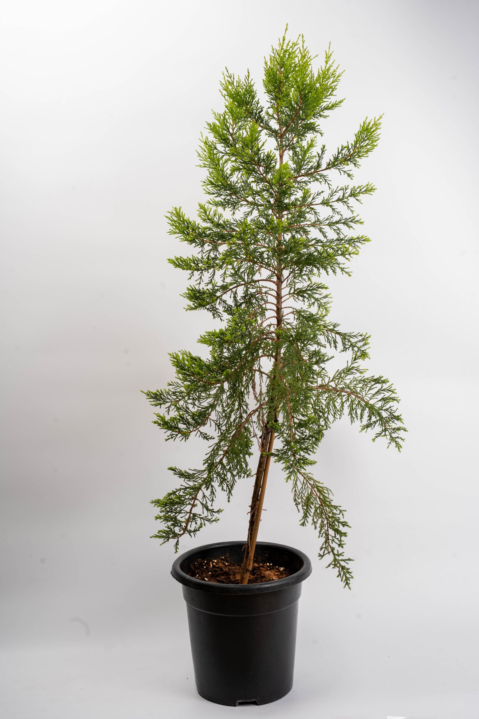 ברוש לימון גדול