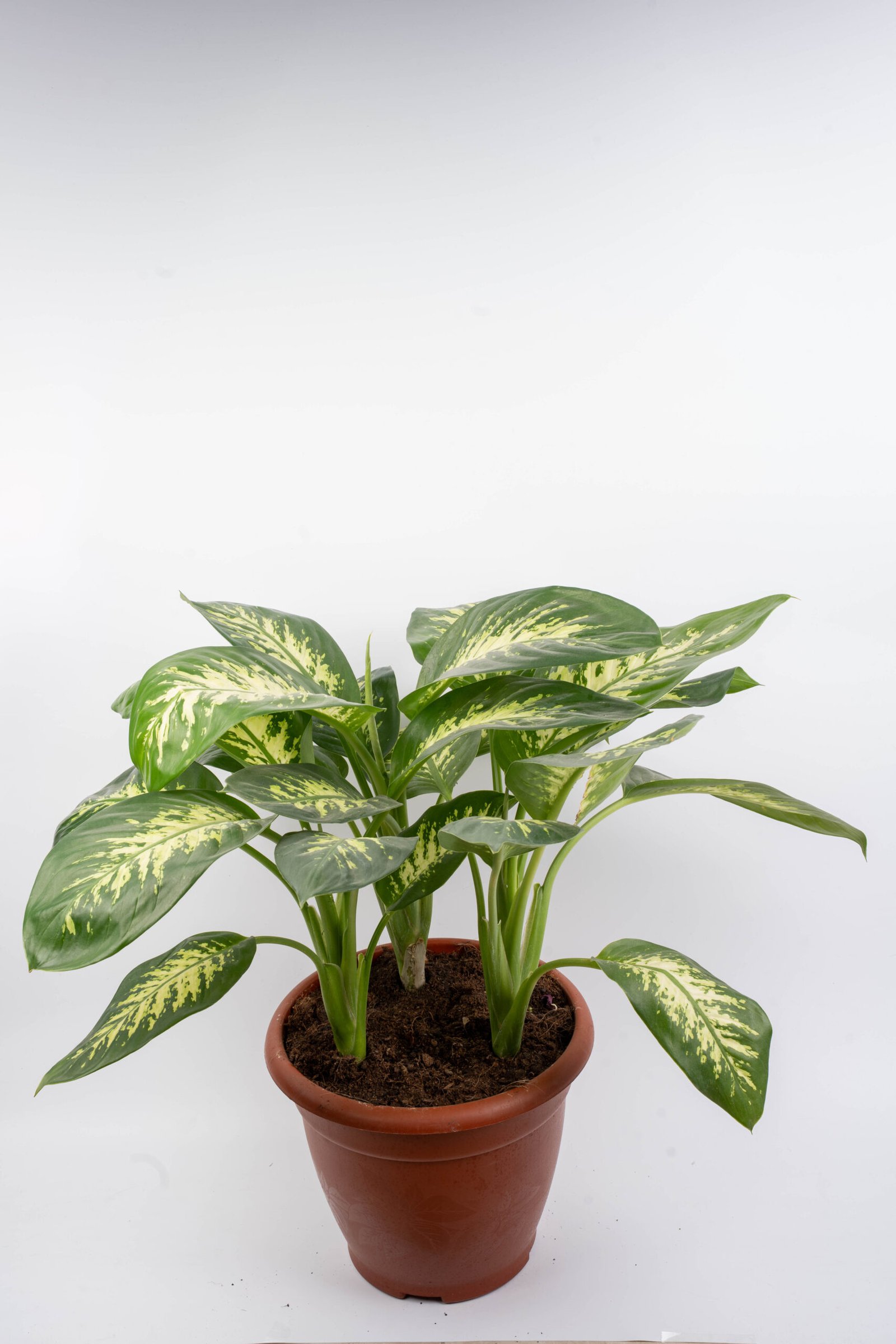 דיפנבכיה טרופיק ענק