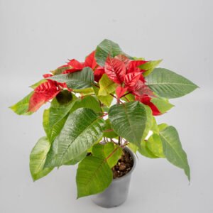 חלבלוב אדום בעציץ 17