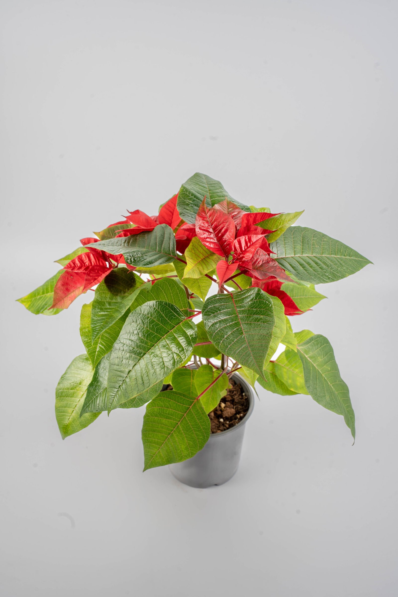 חלבלוב אדום בעציץ 17