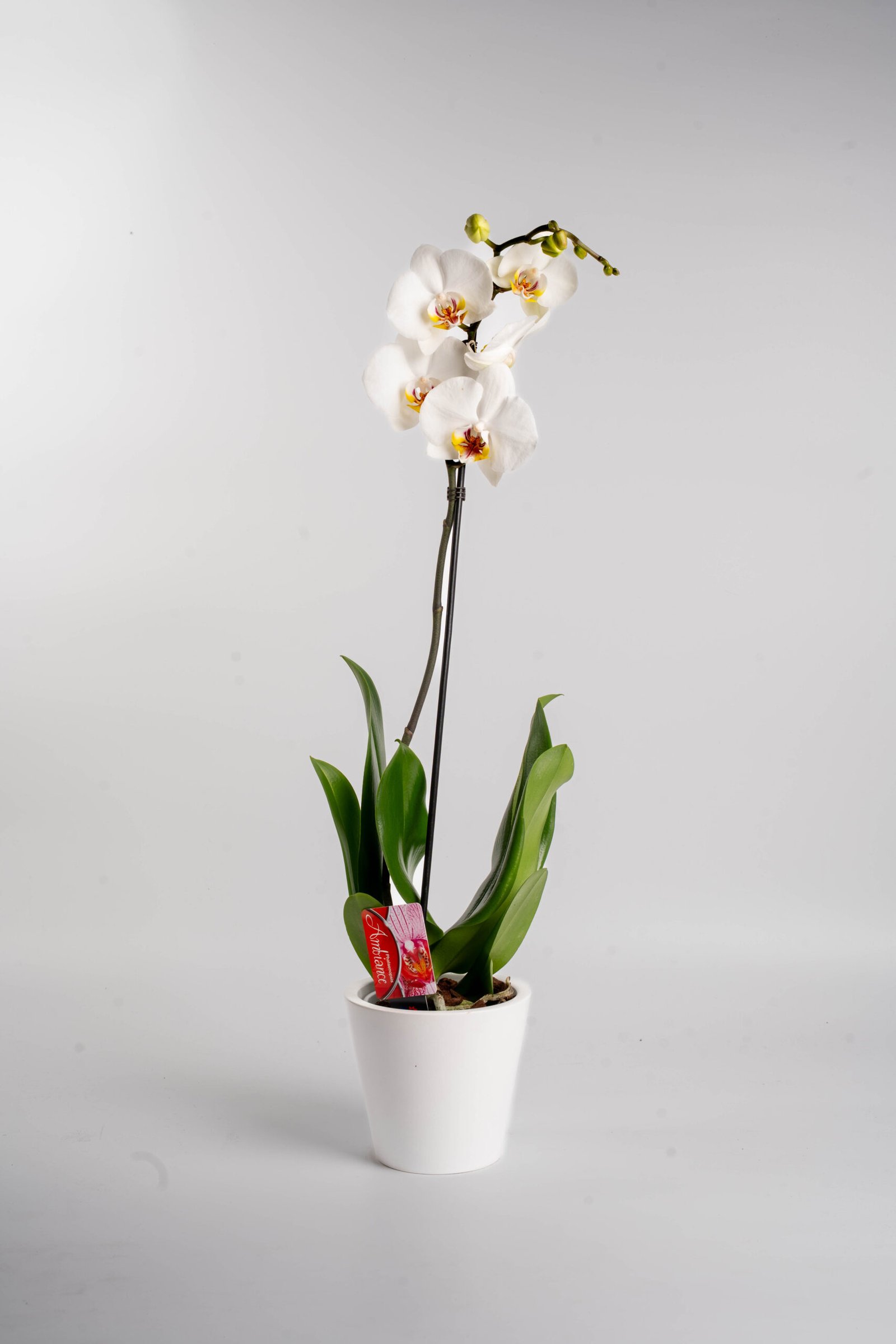 סחלבים במגוון צבעים