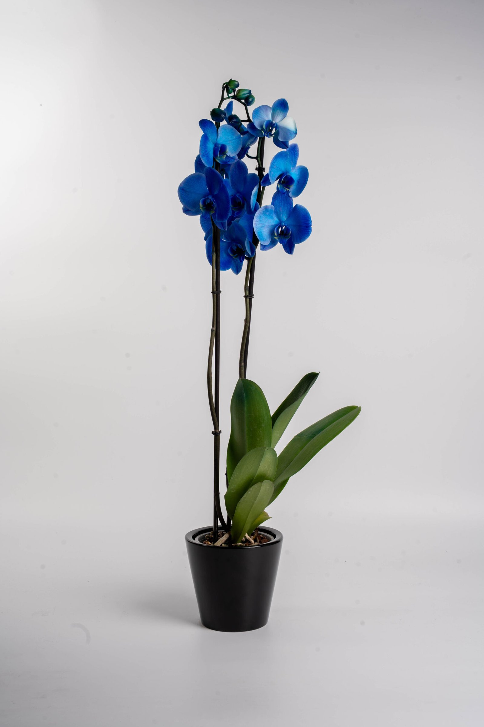 סחלב כחול\תכלת