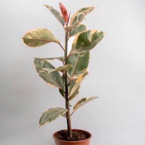 פיקוס גומי גדול