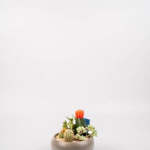 קוקטייל קקטוסים וסוקולנטים