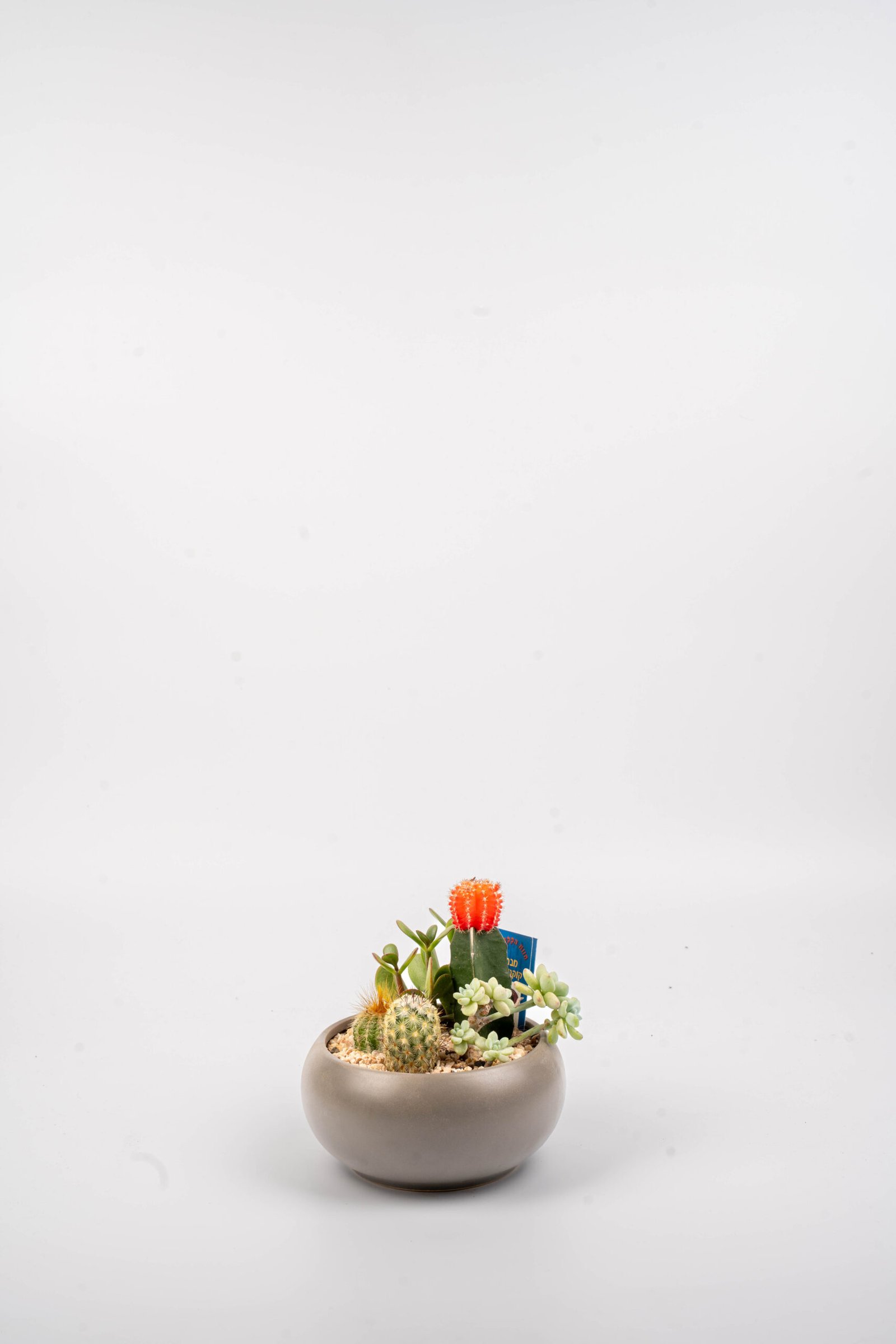 קוקטייל קקטוסים וסוקולנטים