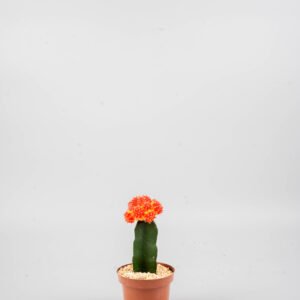 קקטוס מורכב