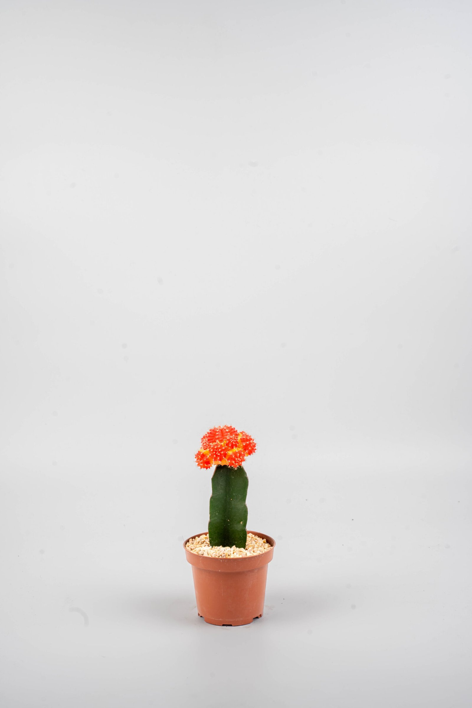 קקטוס מורכב